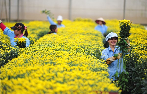 L&acirc;m Đồng: Đ&agrave; Lạt th&uacute;c đẩy năng suất chất lượng hoa c&uacute;c v&agrave; Actiso