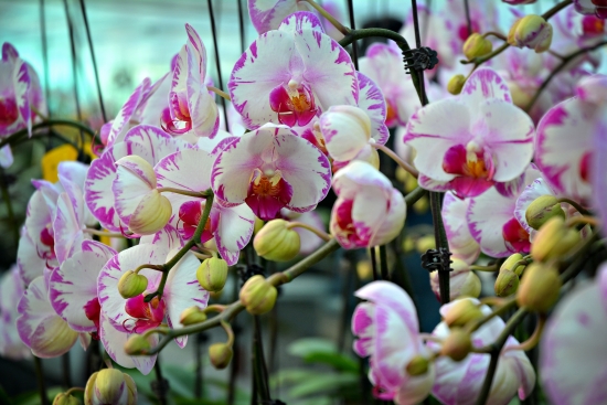 Hoa lan hồ điệp