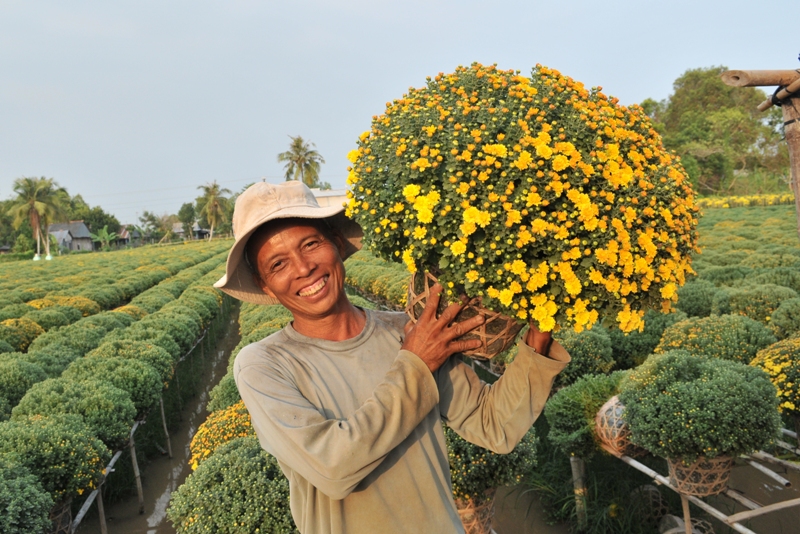 N&ocirc;ng d&acirc;n trồng c&uacute;c m&acirc;m x&ocirc;i với niềm vui tr&uacute;ng m&ugrave;a, được gi&aacute;.