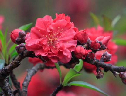 Hoa c&oacute; m&agrave;u hồng thẫm, số lượng c&aacute;nh hoa tr&ecirc;n một b&ocirc;ng hoa đ&agrave;o thất thốn tối đa khoảng 49 - 50 c&aacute;nh
