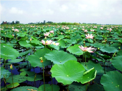 lạc lối giữa những con đường hoa đẹp nhất Việt Nam