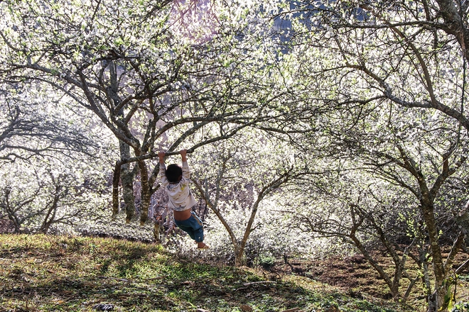 Cách Hà Nội 200 km về phía tây, Mộc Châu rất phù hợp cho chuyến du lịch ngắn ngày. Ảnh: Hachi8