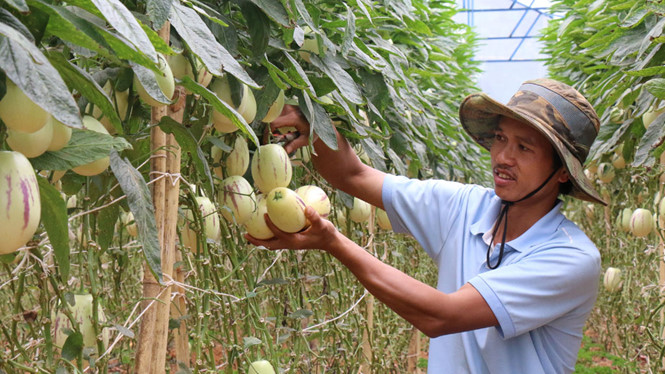 nong-dan-lam-giau-tien-ty-nho-trong-dua-pepino-dep-nhu-mo