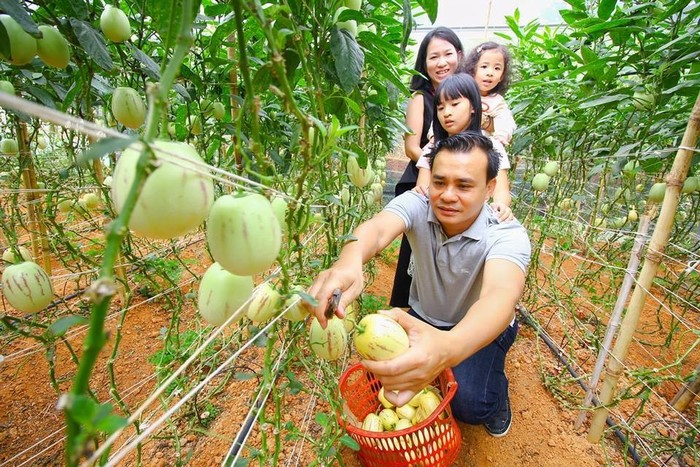 nong-dan-lam-giau-tien-ty-nho-trong-dua-pepino-dep-nhu-mo