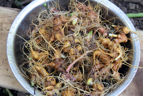 kiem-tien-ty-nho-lam-giau-tu-cay-ai-dung-cung-khoe