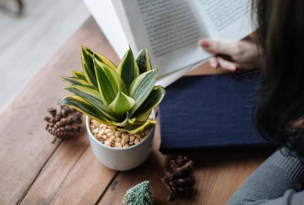 Bởi vậy, bạn n&ecirc;n đặt một c&acirc;y lưỡi hổ trong ph&ograve;ng ngủ v&agrave; trong ph&ograve;ng l&agrave;m việc.