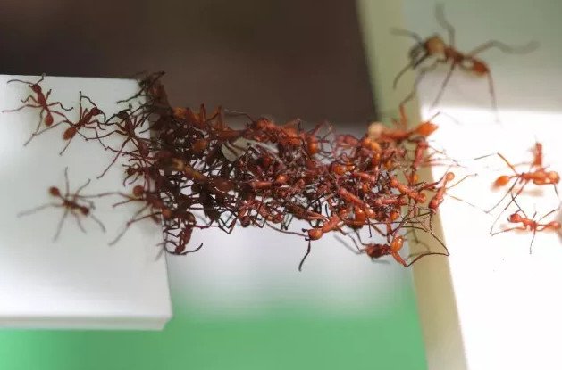 5 B&agrave;i học từ lo&agrave;i kiến về 'c&aacute;ch tồn tại tốt nhất trong cuộc đời' nếu bạn yếu ớt