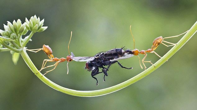 5 B&agrave;i học từ lo&agrave;i kiến về 'c&aacute;ch tồn tại tốt nhất trong cuộc đời' nếu bạn yếu ớt