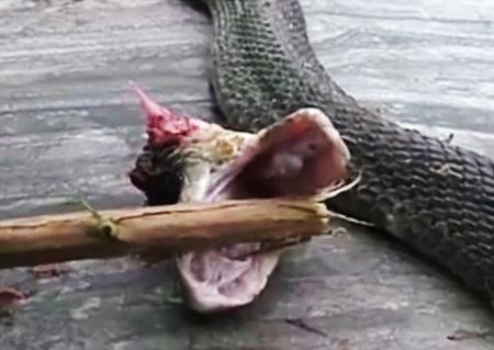Kinh ngạc những lo&agrave;i động vật vẫn di chuyển ngay cả khi 'đầu l&igrave;a khỏi cổ'