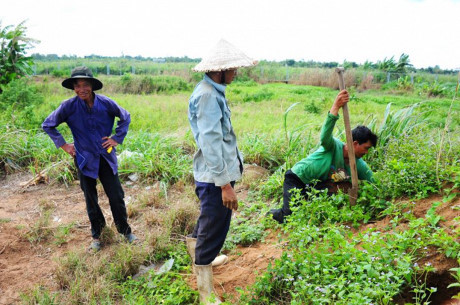 L&agrave;m gi&agrave;u từ nu&ocirc;i con đặc sản: Nghề săn dế cơm kiếm 300.000 đồng một ng&agrave;y ở miền T&acirc;y