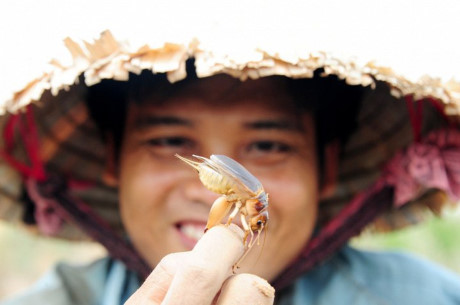 L&agrave;m gi&agrave;u từ nu&ocirc;i con đặc sản: Nghề săn dế cơm kiếm 300.000 đồng một ng&agrave;y ở miền T&acirc;y
