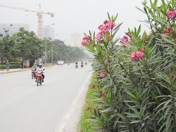 C&acirc;y độc: Đẹp m&ecirc; hồn nhưng to&agrave;n th&acirc;n lo&agrave;i c&acirc;y n&agrave;y lại mang kịch độc g&acirc;y h&ocirc;n m&ecirc;, m&ugrave; mắt
