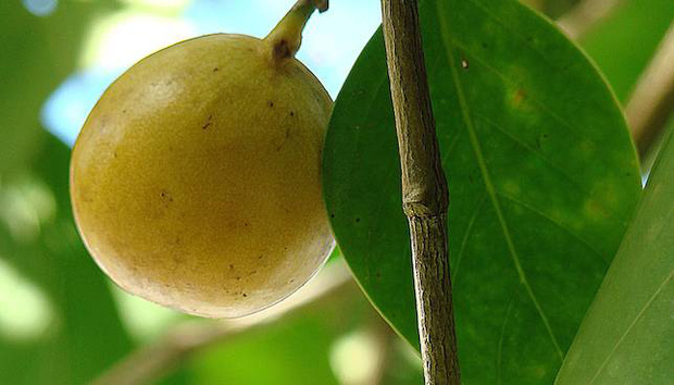 C&acirc;y độc: 'Quả t&aacute;o nhỏ của thần chết' chỉ đứng cạnh cũng đau đớn h&agrave;ng giờ