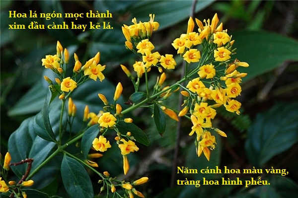 C&acirc;y độc: Nhắc t&ecirc;n l&agrave; người Việt sợ h&atilde;i, chỉ cần ăn 3 l&aacute; cũng liệt to&agrave;n th&acirc;n 