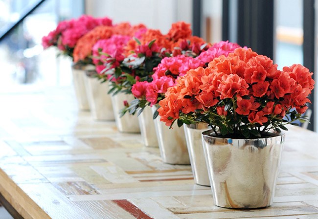 C&acirc;y độc: Gia đ&igrave;nh c&oacute; trẻ nhỏ tuyệt đối kh&ocirc;ng được đem hoa Đỗ Quy&ecirc;n về nh&agrave;