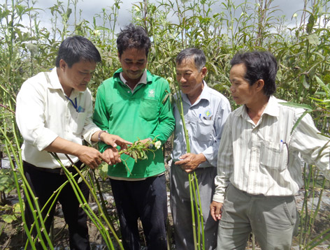 N&ocirc;ng d&acirc;n l&agrave;m gi&agrave;u từ trồng đậu bắp thu bạc triệu mỗi ng&agrave;y