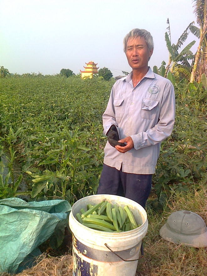 N&ocirc;ng d&acirc;n l&agrave;m gi&agrave;u từ trồng đậu bắp thu bạc triệu mỗi ng&agrave;y