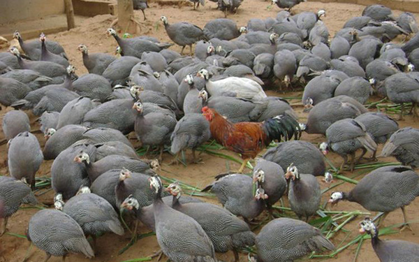 Thu gần 3 tỷ đồng/năm nhờ l&agrave;m gi&agrave;u từ nu&ocirc;i g&agrave; sao
