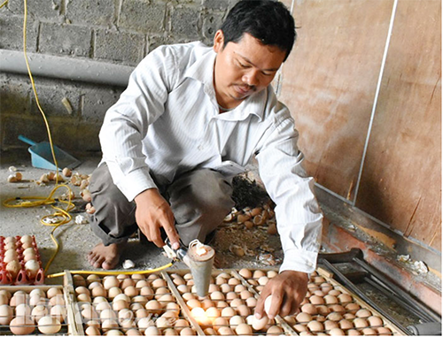 Thu gần 3 tỷ đồng/năm nhờ l&agrave;m gi&agrave;u từ nu&ocirc;i g&agrave; sao