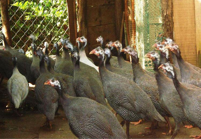Thu gần 3 tỷ đồng/năm nhờ l&agrave;m gi&agrave;u từ nu&ocirc;i g&agrave; sao