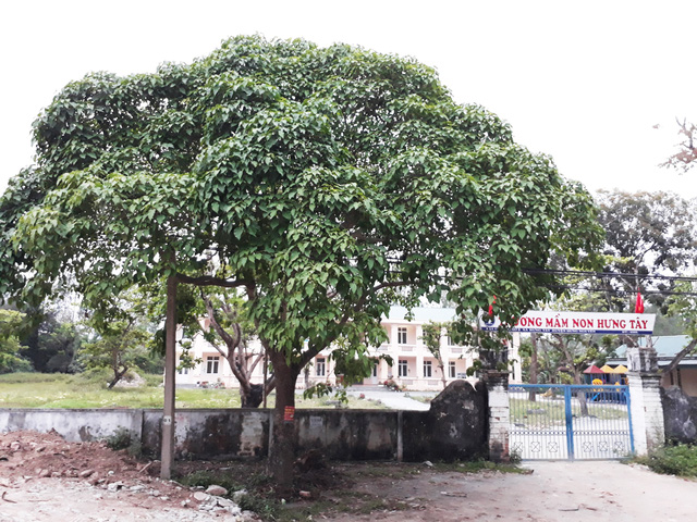 Cây độc: Tưởng quả óc chó, 50 học sinh rủ nhau ăn quả ngô đồng cho.. thông minh