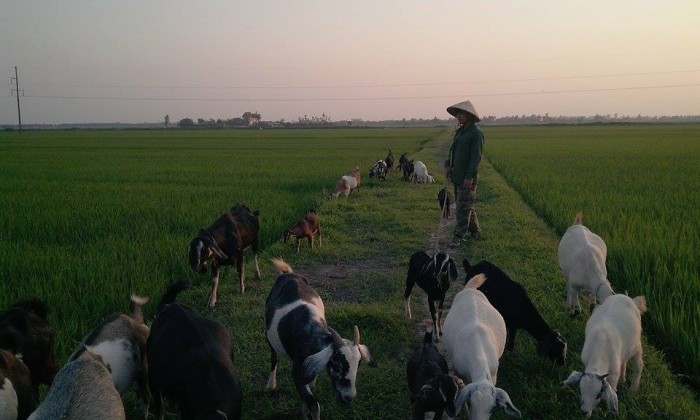 Nông dân đổi đời nhờ làm giàu từ nuôi dê 
