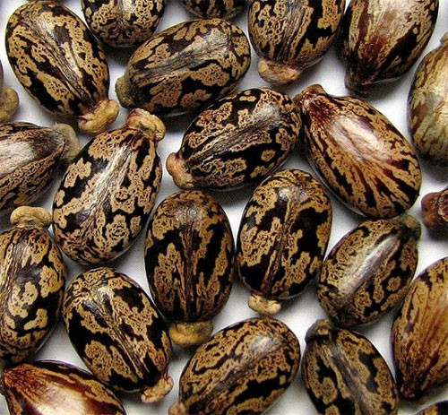 C&acirc;y độc: Chứa kịch độc nhưng loại c&acirc;y n&agrave;y lại thường được trồng l&agrave;m cảnh ở Việt Nam