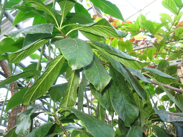 C&acirc;y độc: Ngộ nghĩnh như sừng tr&acirc;u nhưng c&oacute; thể giết người trong v&ograve;ng 48 tiếng