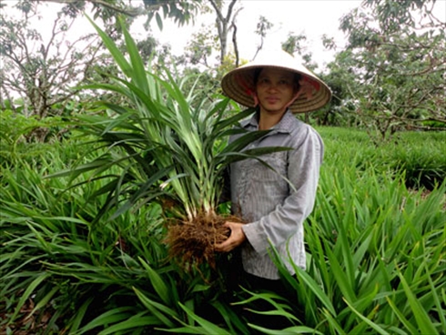 C&acirc;y độc: Hương B&agrave;i c&oacute; độc nhưng lại l&agrave; c&acirc;y qu&yacute; gi&uacute;p nh&agrave; n&ocirc;ng tho&aacute;t ngh&egrave;o