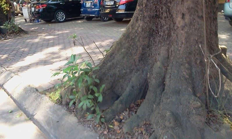 Vườn hoa