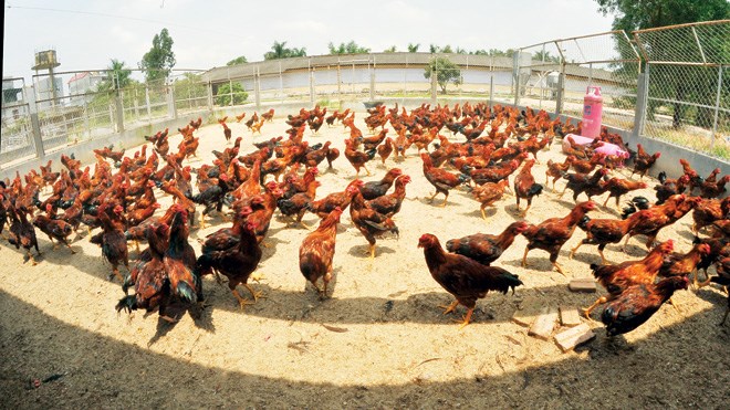 Gà 9 cựa Gà 9 cựa