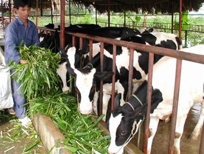 Nh&agrave; nước hỗ trợ n&ocirc;ng d&acirc;n chăn nu&ocirc;i