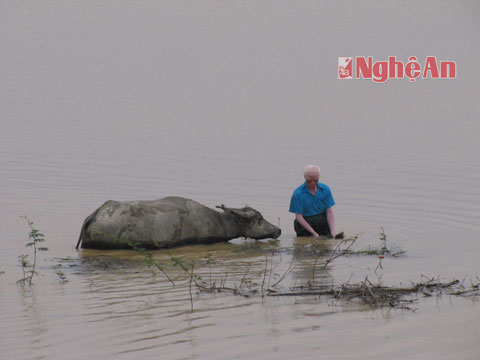 Mưa lũ Nghệ An