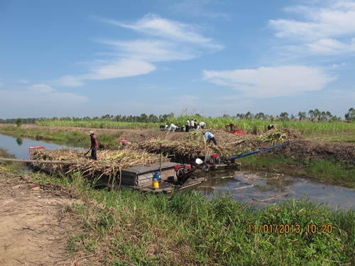 N&ocirc;ng d&acirc;n Long An thu hoạch m&iacute;a