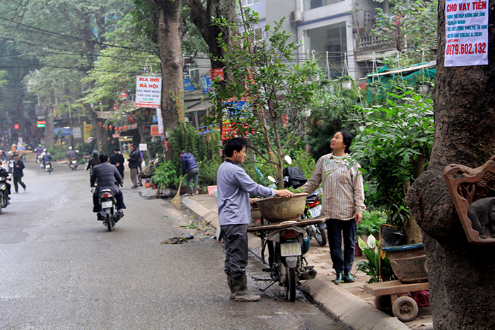 Những loại c&acirc;y cảnh cỡ lớn chiếm kh&aacute; nhiều diện t&iacute;ch, c&oacute; hộ c&ograve;n chiếm một đoạn kh&aacute; d&agrave;i vỉa h&egrave; để đặt c&acirc;y cảnh
