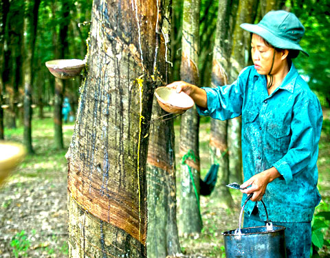 N&acirc;ng cao năng suất c&acirc;y cao su nhờ ứng dụng CNTT