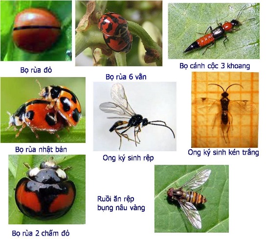 C&aacute;c loại c&ocirc;n tr&ugrave;ng c&oacute; &iacute;ch