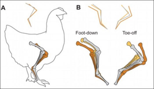 Nghi&ecirc;n cứu mới về bước đi của khủng long bạo ch&uacute;a T-Rex