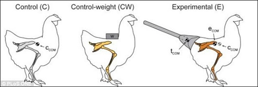 Nghi&ecirc;n cứu mới về bước đi của khủng long bạo ch&uacute;a T-Rex
