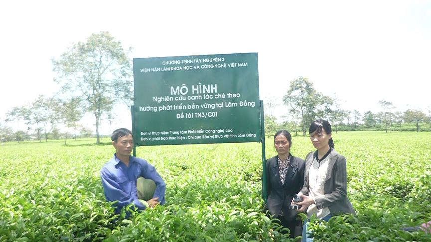 Sử dụng chế phẩm sinh học n&acirc;ng cao năng suất c&acirc;y ch&egrave;