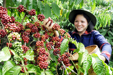 N&ocirc;ng sản chất lượng cao