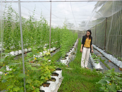 H&agrave; Nội sản xuất n&ocirc;ng nghiệp c&ocirc;ng nghệ cao