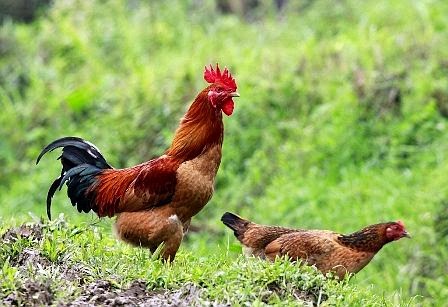 N&acirc;ng cao chất lượng c&aacute;c sản phẩm chăn nu&ocirc;i như thịt g&agrave;