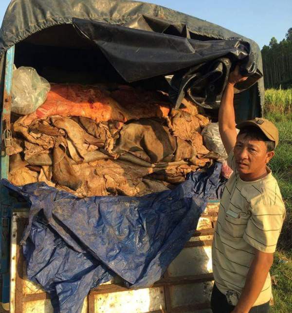 B&igrave;nh Định: Ph&aacute;t hiện, bắt giữ xe tải chở hơn 3 tấn da b&ograve; thối đi ti&ecirc;u thụ