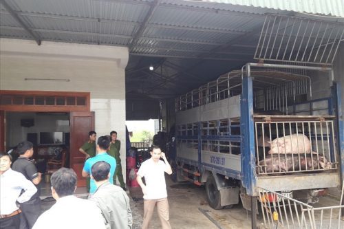 H&agrave; Tĩnh: Bắt giữ 2 xe oto chở h&agrave;ng chục con lợn chưa qua kiểm dịch, đang tr&ecirc;n đường ti&ecirc;u thụ