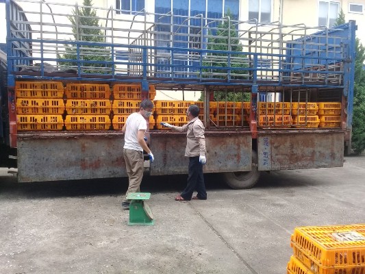 Cao Bằng: Ti&ecirc;u hủy 1,1 tấn g&agrave; lậu c&oacute; nguồn gốc Trung Quốc
