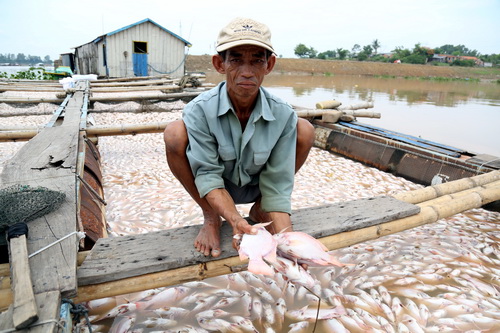 C&aacute; chết tr&ecirc;n s&ocirc;ng La Ng&agrave;: 2 c&ocirc;ng ty trong diện t&igrave;nh nghi kh&ocirc;ng c&oacute; dấu hiệu xả thải