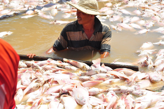 C&aacute; chết tr&ecirc;n s&ocirc;ng La Ng&agrave;: 2 c&ocirc;ng ty trong diện t&igrave;nh nghi kh&ocirc;ng c&oacute; dấu hiệu xả thải