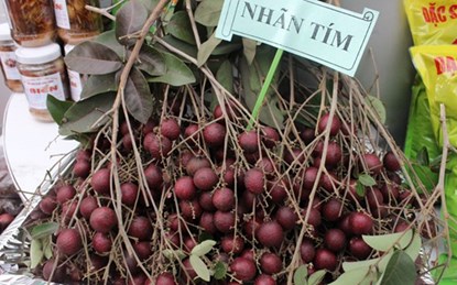 Nhãn tím là một sản phẩm đột biến gene do nông dân Trần Văn Huy (ấp Phong Thạnh, xã Phong Nẫm, huyện Kế Sách, tỉnh Sóc Trăng) phát hiện rồi chiết cành, nhân giống cách đây hơn 10 năm.