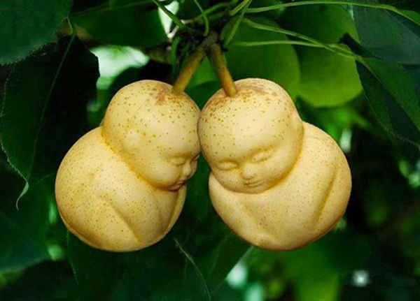 Trái lê hình em bé cũng là một trong những loại hoa quả được mọi người săn lùng cho mùa Tết năm nay. Những người nông dân đã chế tạo bằng cách cho quả mọc trong một cái khuôn cố định từ khi nó mới phát triển